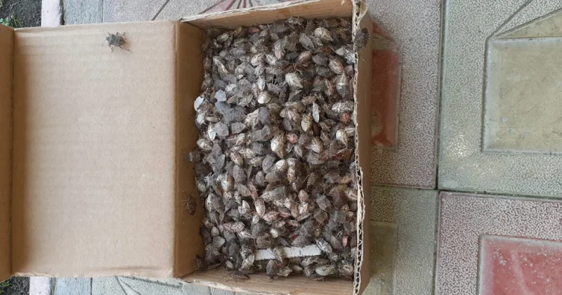 AQTA əməkdaşları zərərvericiyə qarşı mübarizə tədbirləri çərçivəsində 600 dən çox fərdi evə baxış keçirib