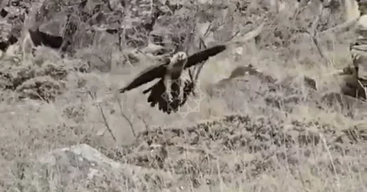 Хищная птица бородач замечена в Лачыне