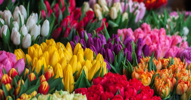 Приморский бульвар потратит почти 90 тыс. манатов на тюльпаны Minval Politika