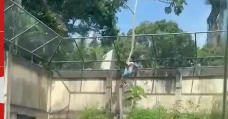 Şir 19 yaşlı gənci parçaladı