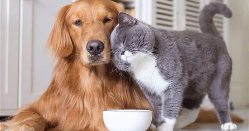 Rusiyalı həkim ev heyvanlarından insana keçən xəstəlikləri sadalayıb