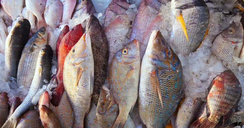 Balıq insan sağlamlığı üçün faydalıdır