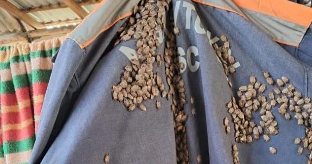 Zaqatala və Balakəndə 600 dən çox evdə zərərvericilər məhv edildi