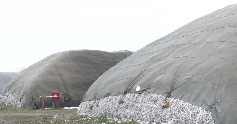 Ağcabədidə 10 ilin ən yüksək məhsuldarlıq göstəricisi...