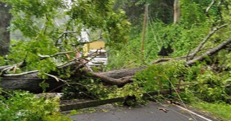 Последствия ветра в столице оперативно ликвидируются
