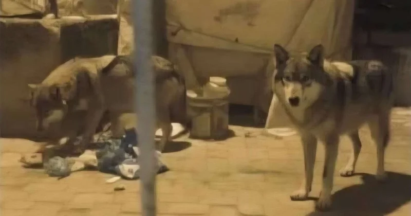 Türkiyənin paytaxtında canavarlar peyda oldu FOTO