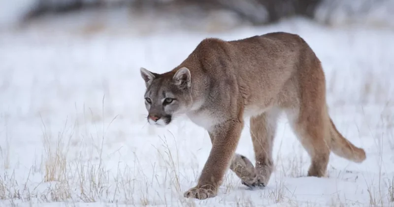 В Колорадо женщина погибла в результате нападения пумы