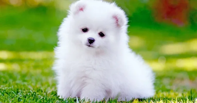 Qaçaqmalçılıqla Türkiyəyə gətirilən Pomeranian cinsi itlər müsadirə edildi