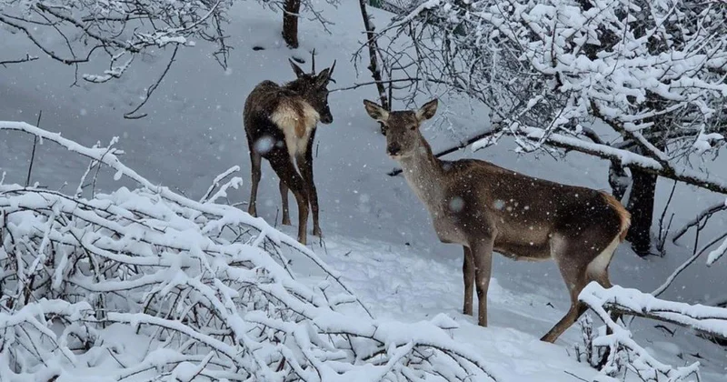 Şahdağ Milli Parkının qış mənzərəsi VİDEO