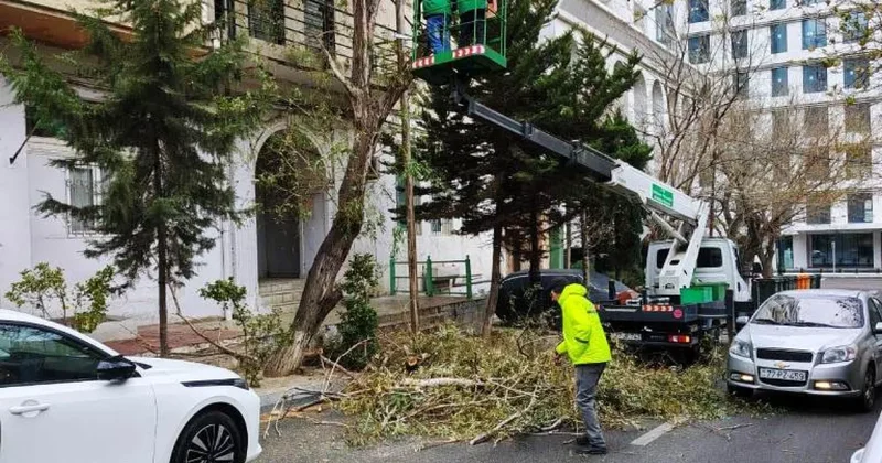 Сколько деревьев повалил бушующий в Баку ветер? ФОТО