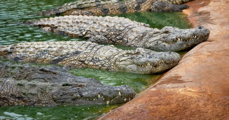 “İsraildə “timsahlı həbsxana“ ideyası: təhlükəsizlik, yoxsa siyasi nümayiş?“ İsrail mətbuatı