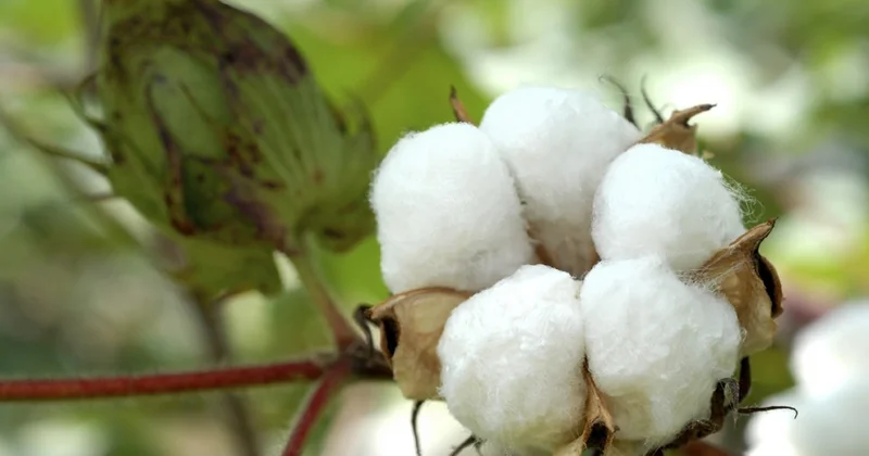 В Азербайджане производство хлопкового волокна увеличилось на 34%