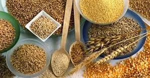 Bu taxıllar arteriya damarlarını tuta bilər