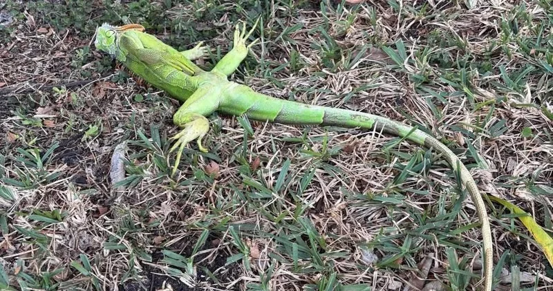 Игуаны могут исчезнуть как вид из южных штатов США ВИДЕО