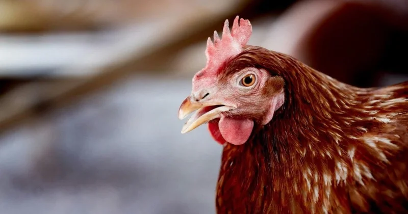 Çinə ən çox toyuq ayaqları satan ölkə Rusiya oldu KONKRET