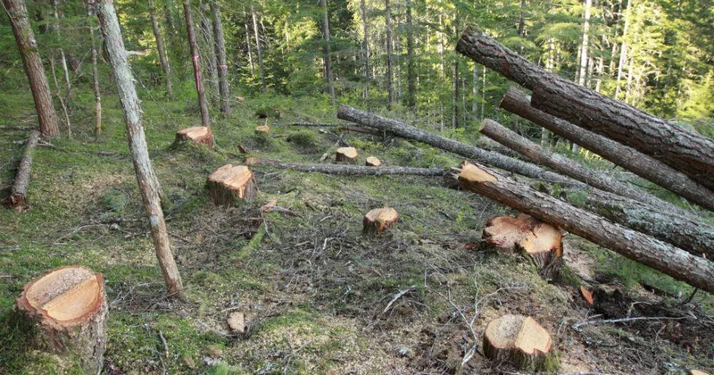 Rəqəmsallaşma 5700 ağacı kəsilməkdən qoruyub