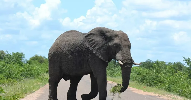 Слон протаранил автобус с туристами в Танзании видео