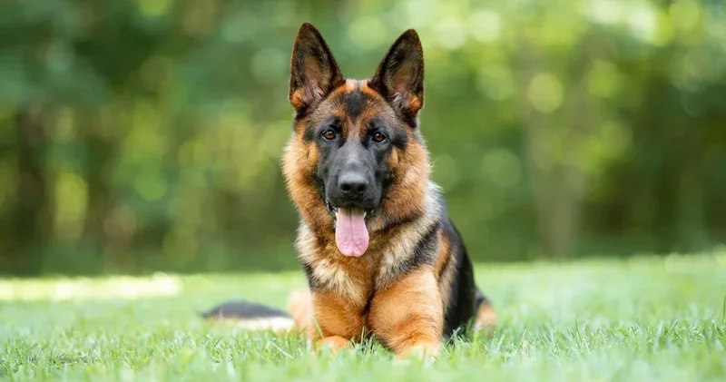 Kartellərin qorxulu yuxusu: Bir itin başına niyə mükafat qoyulur?