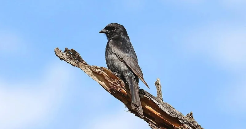 Ученые нашли птицу, которая врет другим животным ради собственной выгоды Forbes