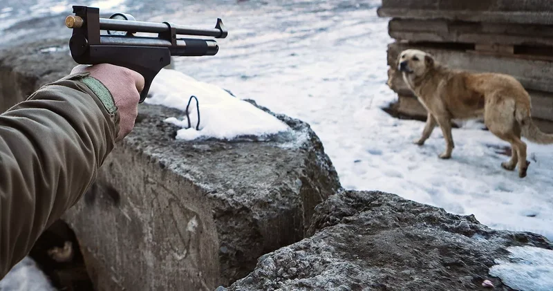 Охота на бродячих собак в Казахстане закончилась ранением человека