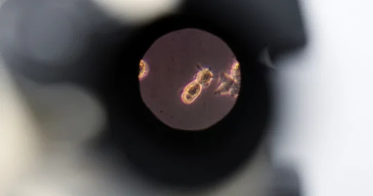 Найден вирус, проливающий свет на тайну происхождения сложной жизни