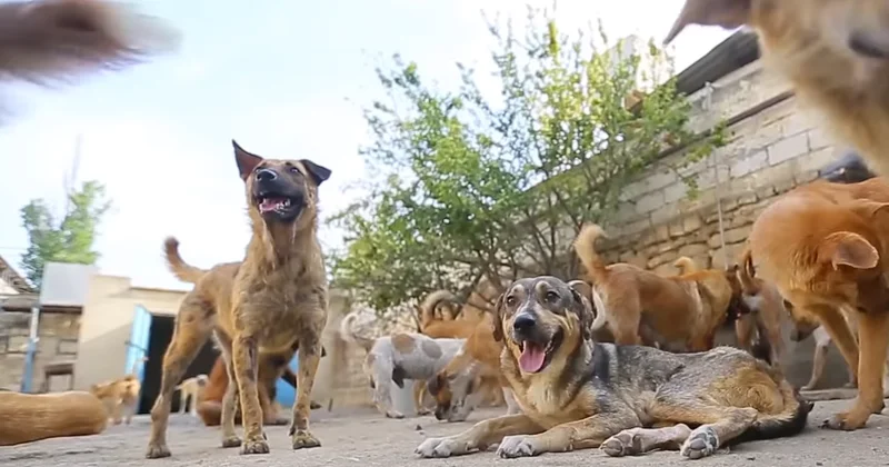 Sahibsiz itlərin məsuliyyəti İcra Hakimiyyətindədir Hüquqşünas