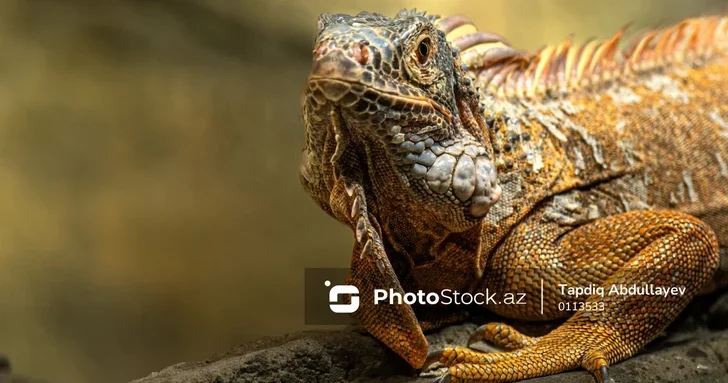 Массовое оцепенение игуан в США: жители спасают парализованных рептилий феном и полотенцами