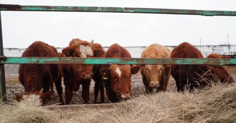 Из России в Казахстан привезли тысячи коров