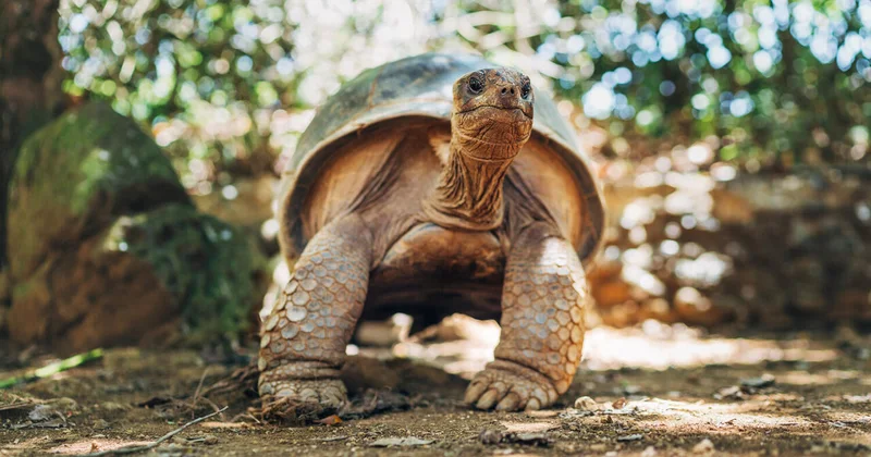 У черепах обнаружили загадочную суперспособность