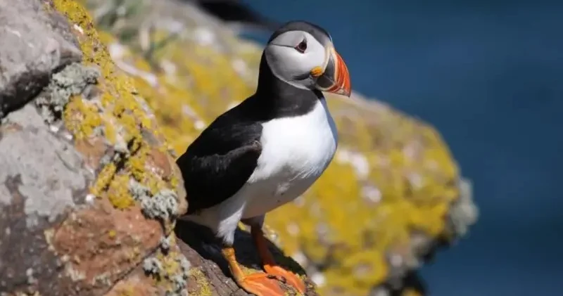 На остров, тупиков считать