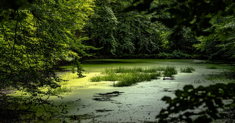 Bataqlıqların itirilməsi qlobal iqtisadiyyatı təhdid edir