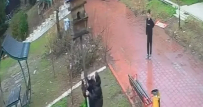 Bu yeniyetmələr valideynləri tərəfindən düzgün tərbiyə edilməyib Sosioloq OD PÜSKÜRDÜ