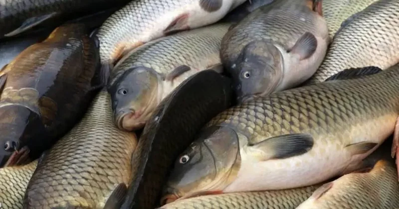 Беларусь стала крупнейшим поставщиком рыбы в Россию