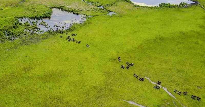 Çin bataqlıq sahəsinə görə dünyada dördüncü, Asiyada isə birinci yerdədir