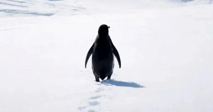 Trenddən düşməyən “nihilist pinqvin”lə bağlı izah Video