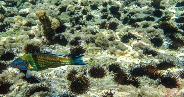 Dəniz kirpisi axtararkən 417 milyon manatlıq xəzinə tapdı