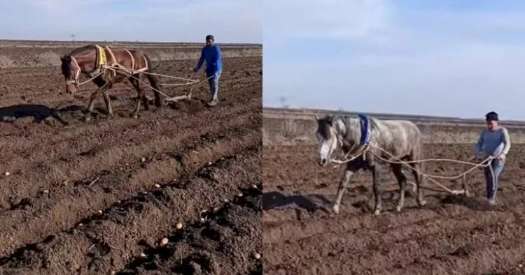 Kartof sahəsinin atla şumlanmasına dair RƏSMİ AÇIQLAMA
