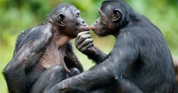 Meymunlar “daxili məlumat” mübadiləsini necə həyata keçirirlər?