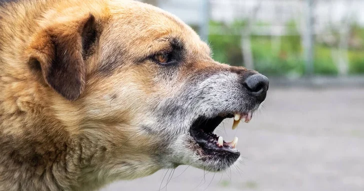 Голодные и опасные: как распознать нападение собак и спастись от стаи?