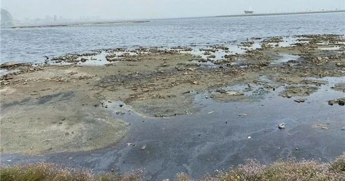 Xəzər geri çəkilir: Astara sahillərində yeni ekosistem yaranır FOTO