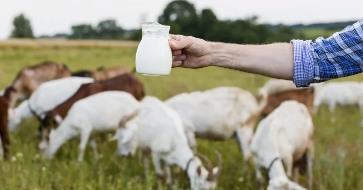 Пить или не пить... козье молоко