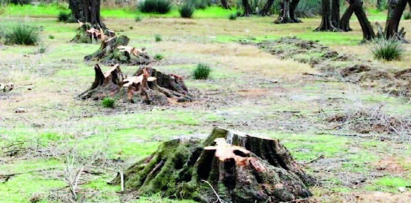 Qonşu ölkənin ekoterror üz qaralığı da var