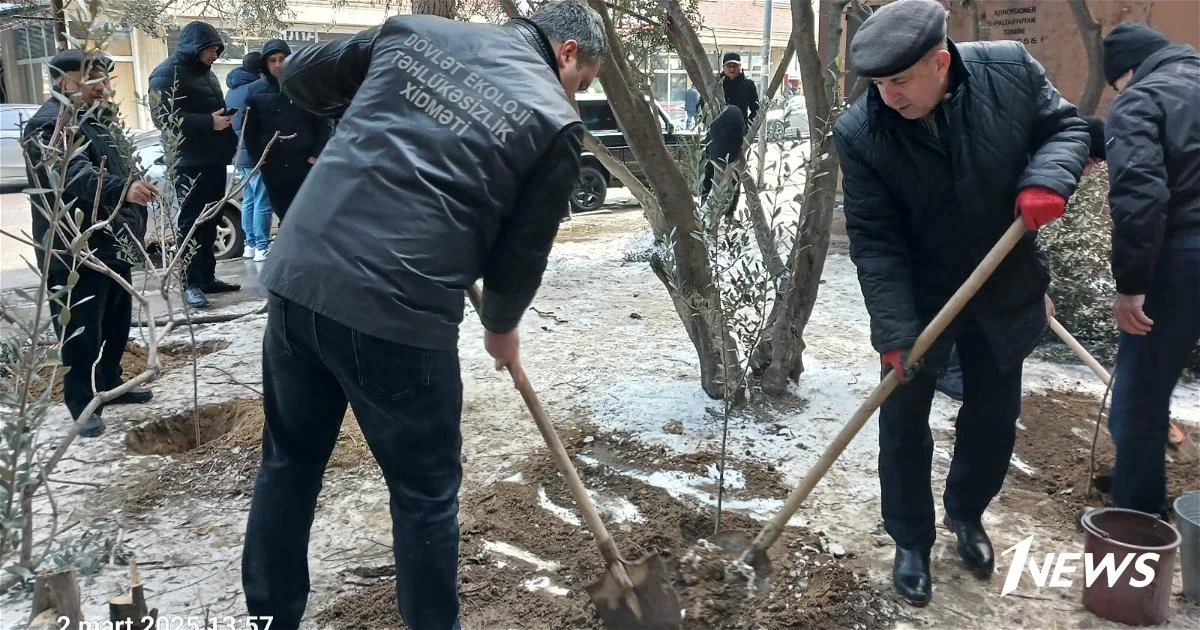 В Баку выявлен факт незаконной вырубки деревьев ФОТО