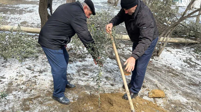 Binəqədidə qanunsuz ağac kəsildi