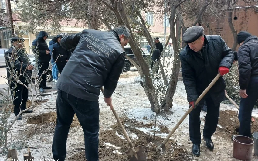 Binəqədi rayonunda ağac kəsintisi faktı aşkarlanıb FOTOLAR