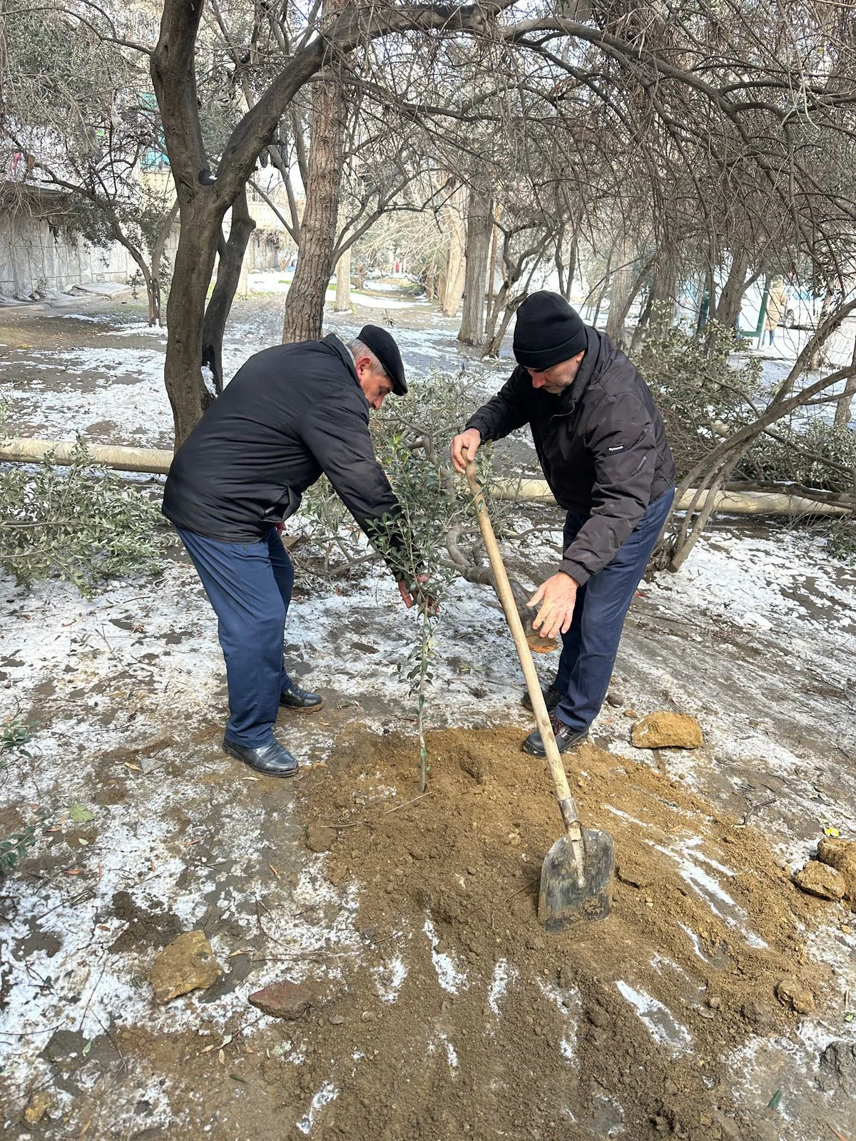 Binəqədidə ağac kəsilib, Baş Prokurorluğa müraciət olunacaq