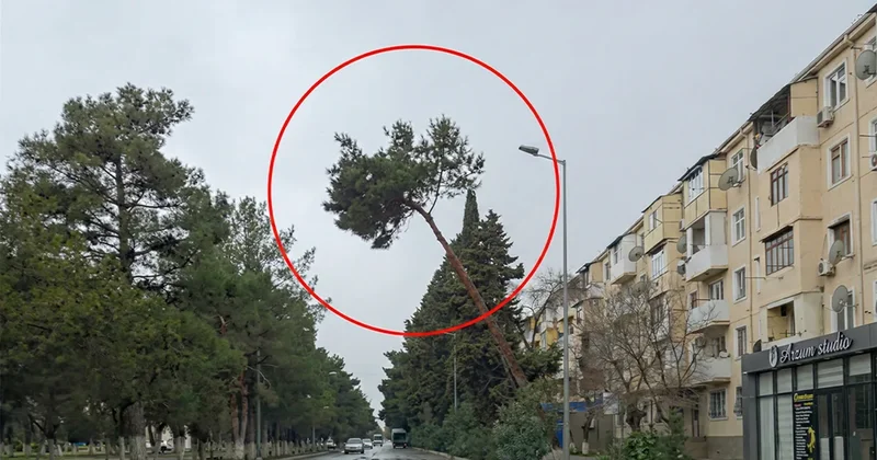 Sumqayıtda təhlükə yaradan ağac sakinləri narahat edir VİDEO