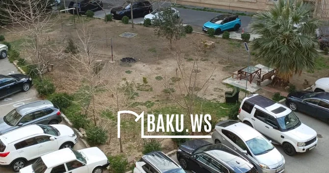 Bakıda 10 metrlik ağac bir gecədə yoxa çıxarıldı