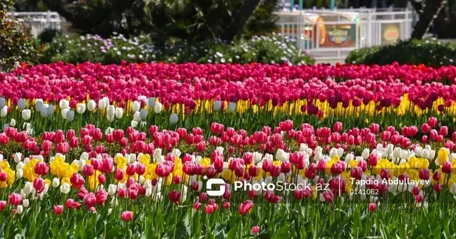 Прекрасные символы весны: цветение тюльпанов на бакинском бульваре