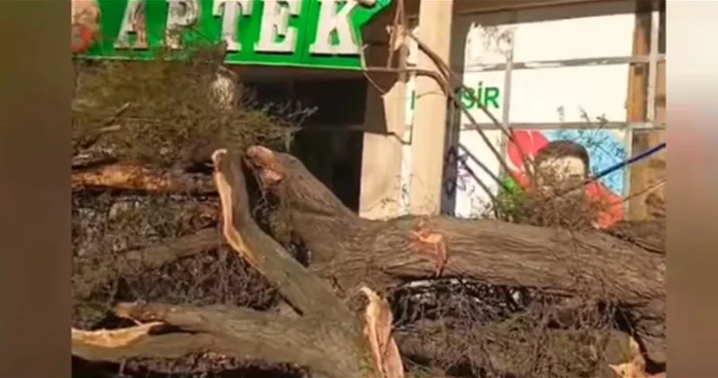 В Мингячевире многолетний дуб рухнул на аптеку и автомобиль ВИДЕО